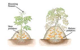 How To Grow Potatoes You Can Harvest From Summer To Fall This Simple Planting Method Makes Harve Growing Potatoes Planting Potatoes Grow Potatoes In Container