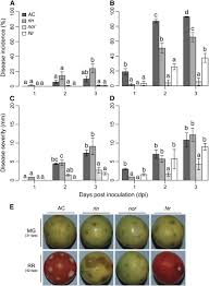 Ripening Regulated Susceptibility Of Tomato Fruit To