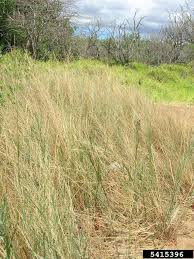 Image result for Leptochloa fusca