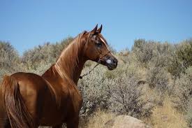 Avoid the use of raw horse chestnut seed, bark, flower, or leaves. Chestnut Horses Interesting Facts And Pictures Pet Keen