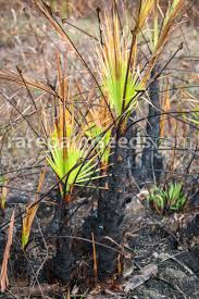 Find out what trees may be best for the design you're looking for. Acoelorraphe Wrightii Everglades Palm Buy Seeds At Rarepalmseeds Com