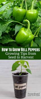 (they will not be stuck together. How To Grow Green Bell Peppers In Your Vegetable Garden How To Start Bell Peppers Fr Container Gardening Vegetables Growing Bell Peppers Growing Green Peppers