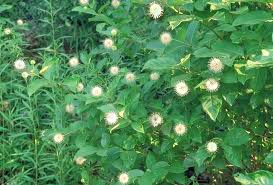 Image result for Cephalanthus