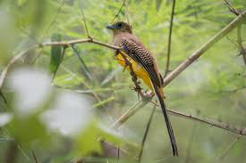 Image result for Tragia rupestris