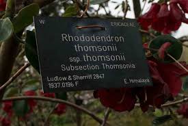 Image result for Rourea thomsonii