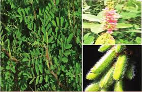 Image result for Indigofera astragalina-hirsuta