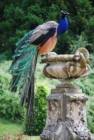 Pin On Birds That Are Totally Awesome