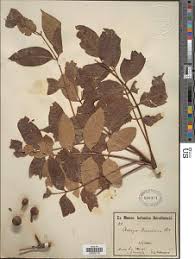 Image result for Emilia caespitosa