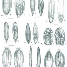 Image result for Ctenium longiglume