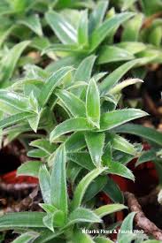 Image result for Cyanotis sp. aff. C. lapidosa