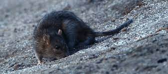How Long Do Rats Live Abc Blog