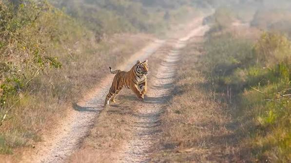 The Ultimate Uttarakhand Trail: 5-Day Dehradun, Mussoorie & Jim Corbett Travel Itinerary