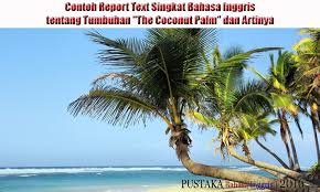 5 contoh soal report text dan jawaban yang mudah dipahami! Contoh Report Text Singkat Bahasa Inggris Tentang Tumbuhan The Coconut Palm Dan Artinya