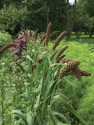 Image result for Setaria italica
