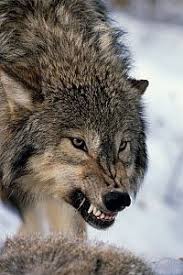 Gray Wolf Canis Lupus Growling North America Kurt Dovmeleri Yeleli Kurt Hayvan