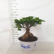 Bonsai'nin doğada karşılaştığımız ağaçlar ile benzer yapıda oldukları için yaşam süreleri de bu ağaçlar ile benzer sürelidir. Bonsai Ficus Ginseng 1500 Gr Ali Botanik