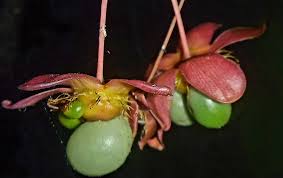 Image result for Ochna schweinfurthiana