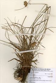 Image result for Cyperus margaritaceus