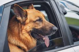 There are multiple ways on how to get dog hair out of a car, each equally then, gently rub the seats (or any other part of your car) in one direction. How To Remove Even Stubborn Pet Hair From Your Car S Interior Auto World