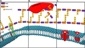 The cell walls of gram positive bacteria are composed predominantly of peptidoglycan. Plos Pathogens From Bacterial Killing To Immune Modulation Recent Insights Into The Functions Of Lysozyme