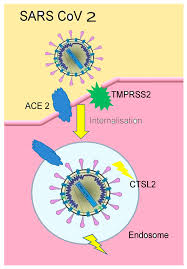 Microorganisms Free Full Text Coronavirus Sars Cov 2 Pandemic Future Challenges For Dental Practitioners Html