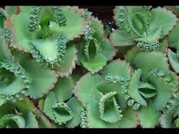 Seguramente Tienes Esta Planta Medicinal Creciendo En Tu Patio Te Salvara La Vida Mas De Una Vez Youtube Plantas Suculentas Plantas Medicinales Plantas
