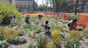 Native plant gardeners in illinois have access to dozens of plant sales across the state. Prairie Garden Maintenance Guide Sustainability University Of Illinois At Chicago