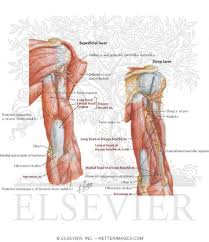 Human muscles · october 21, 2020. Arm Muscles With Portions Of Arteries And Nerves Muscles Of Arm Posterior View