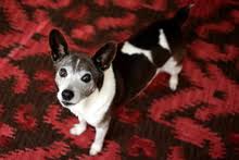 Rat Terrier Wikipedia