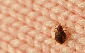 In this article, i will cover how to get rid of them using natural solutions. Bed Bugs Bugging You Destroy Them Free Malaysia Today Fmt