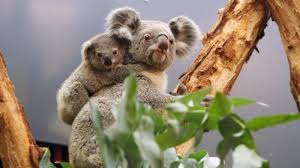 The neighborhood is home to 106 hotels and other accommodations, so you can find something that works for your stay. Leipzig Zoo Reopens After Being Closed For Months Teller Report