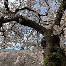 Typically, fruit from ornamental cherry blossom trees is inedible and too sour to eat. Everything You Need To Know About Yoshino Cherry Trees This Old House