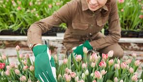 We did not find results for: Quand Et Comment Planter Des Bulbes De Tulipes Du Jardin Dans Ma Vie