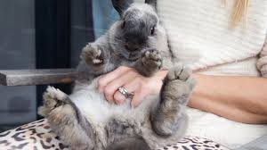 How to make your rabbit live longer. Keeping And Caring For Rabbits As Pets