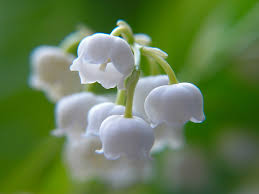 Lilies bloom brightly inside a classic art deco vase. All About Lily Of The Valley