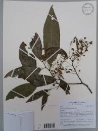 Image result for Rinorea brachypetala