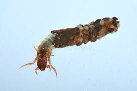 Speckkäfer und vor allem seine larven gehören zu den gefräßigsten schädlingen in der wohnung. Caddis Fliegen Larve Stockbild Bild Von Nahaufnahme Wohnung 2094043