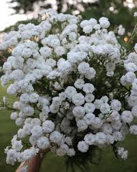 Image result for Achyrospermum micranthum