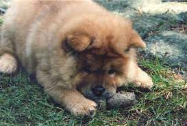 Although samoyeds are typically known for their super thick, fluffy coats and sweet sammy smiles, these fluffy dogs aren't all good looks—they have some serious history, too. 8 Roly Poly Animals Who Are Irresistibly Cute