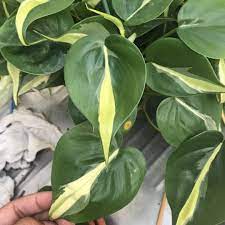 Philodendron cordatum 'silver stripe', philodendron. Philodendron Cordatum Silver Stripe Philodendron Silver Stripe In Gardentags Plant Encyclopedia