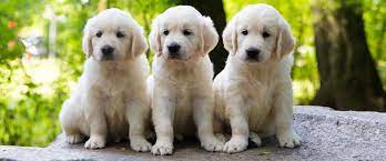 There are 7 male and 3 female pups available at the. Sunkissed Goldenz Specializing In Breeding Beautiful Akc English Cream Golden And American Golden Retriever Puppies In Siloam Springs Ar