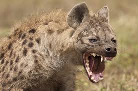 Hyena 720p Wallpaper Hdwallpaper Desktop Hyena Striped Hyena Pet Birds