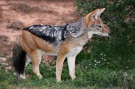 Jackal Photo Picture Definition At Photo Dictionary Jackal Word And Phrase Defined By Its Image In Jpg Jpeg In Black Backed Jackal Jackal Photo Dictionary