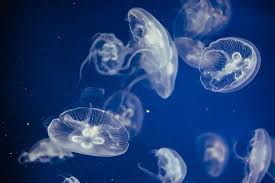 Maybe you would like to learn more about one of these? Jellyfish In Aquarium Free Photo On Barnimages Free Photos Jellyfish Aquarium