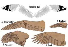 Herring Gull Glider Aircraft Herring Gull Bird Wings Bird Beaks