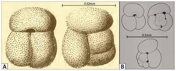Image result for Globimetula rubripes
