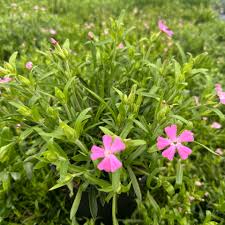 Image result for Silene
