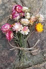 Dried Strawflowers 4 8 Stem Strawflowers Helichrysum Etsy Dried Floral Flowers Helichrysum