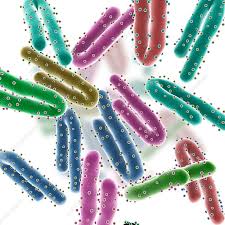 The report said that the deadly marburg virus transmits to people from fruit bats and spreads among humans through direct contact with the bodily fluids of infected people, surfaces and materials. Marburg Virus Particles Illustration Stock Image F019 4178 Science Photo Library