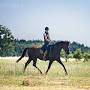 Profile Picture of ANNA'S RIDING METHOD. MODULE 7: CHANGES OF THE FRAMES (@onehorselife.com) on Google